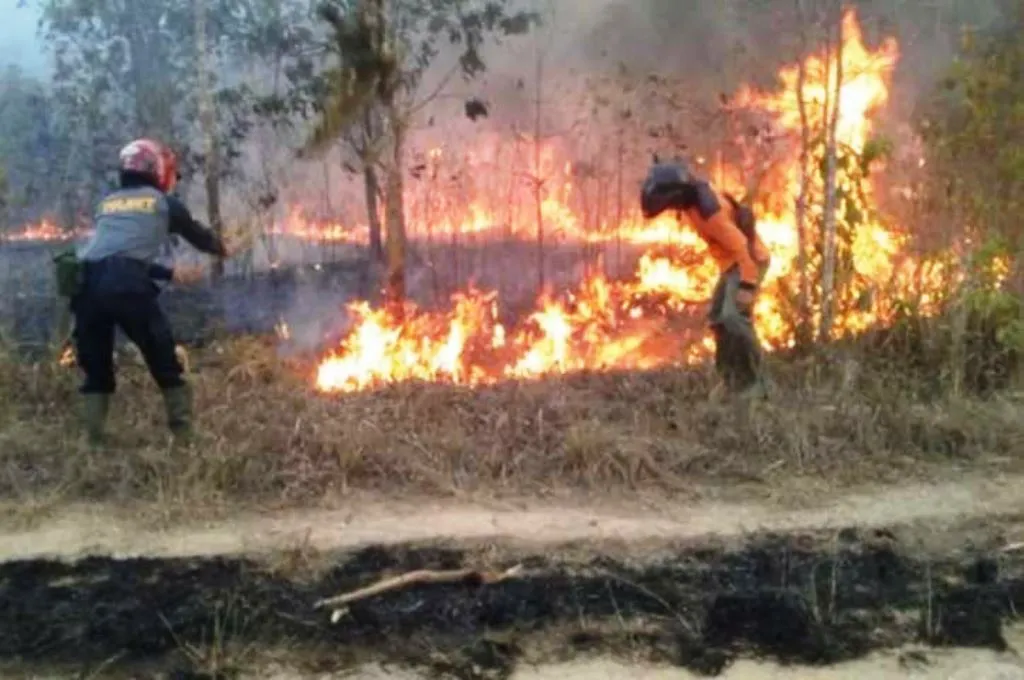 Taman Nasional Way Kambas Diduga Sengaja Dibakar, Sejumlah Satwa Mati