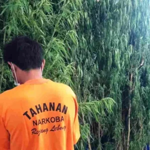 Fakta-Fakta Terbaru Dari Pemilik 36 Batang Ganja Yang Ditangkap Polres Rejang Lebong