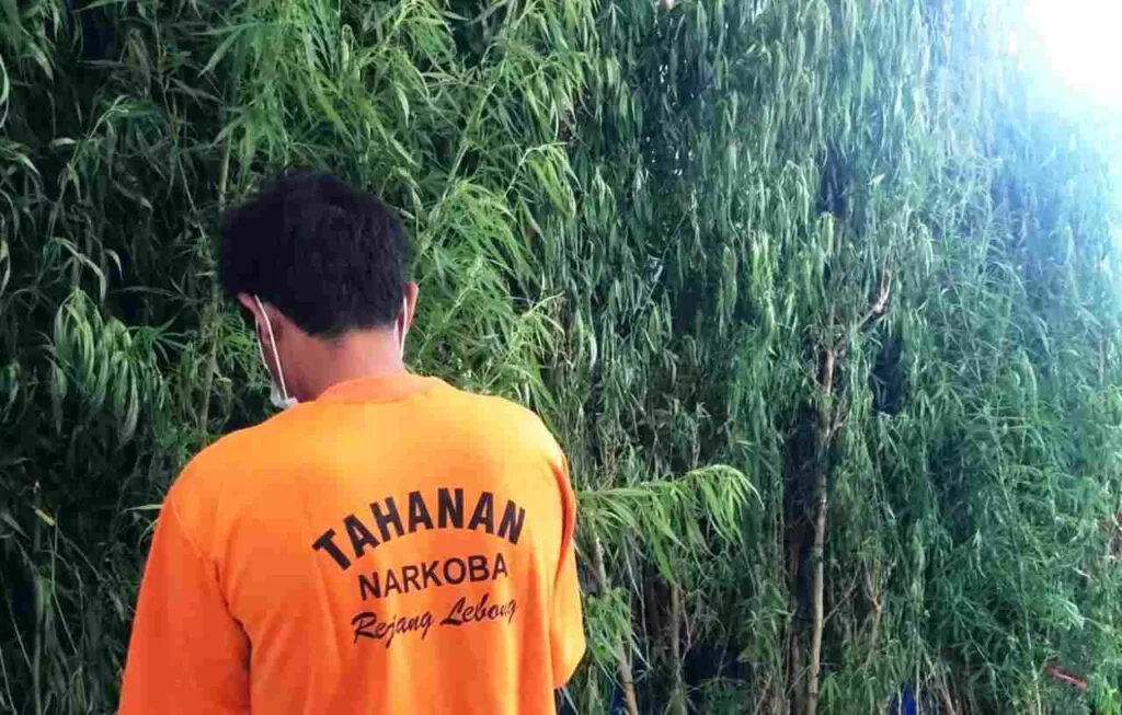 Fakta-Fakta Terbaru Dari Pemilik 36 Batang Ganja Yang Ditangkap Polres Rejang Lebong