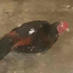 Dimediasi Polsek Seginim, Korban dan Pelaku Pencuri Ayam Sepakat Damai