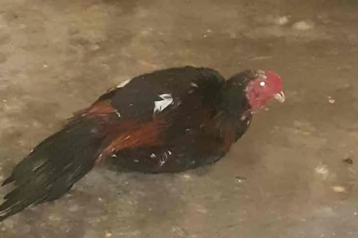 Dimediasi Polsek Seginim, Korban dan Pelaku Pencuri Ayam Sepakat Damai