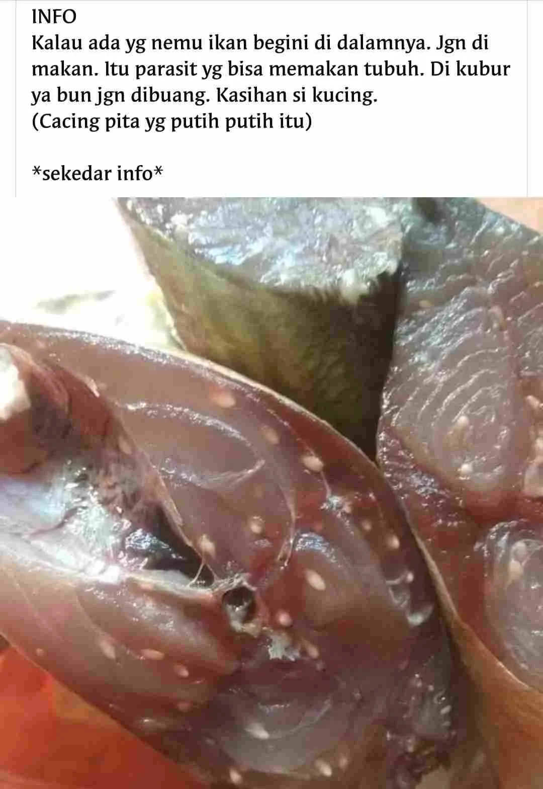 [Fakta atau Hoax] Bintik Putih Pada Daging Ikan Adalah Parasit Berbahaya