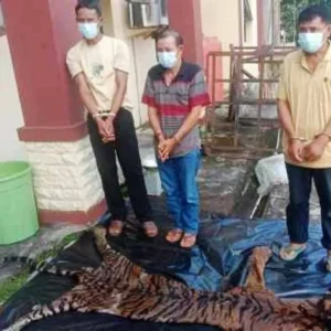 Lakukan Perdagangan Organ Dan Kulit Harimau Sumatera 3 Pelaku Ditangkap Polda Bengkulu