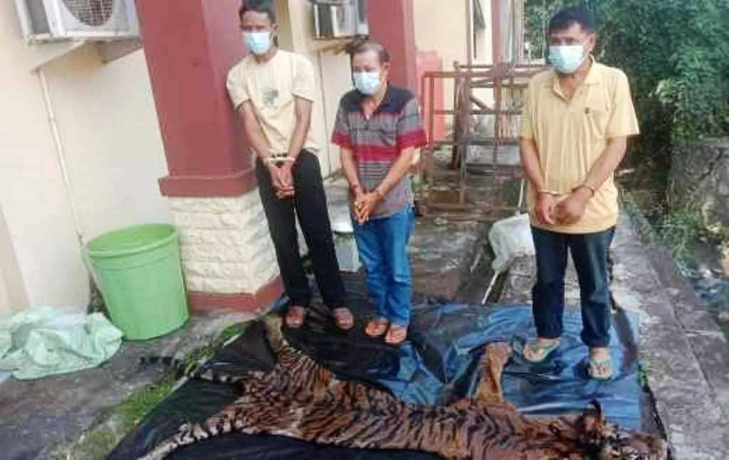 Lakukan Perdagangan Organ Dan Kulit Harimau Sumatera 3 Pelaku Ditangkap Polda Bengkulu