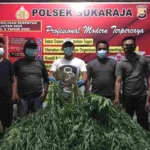 Polres Seluma Berhasil Ungkap 2 Ha Ladang Ganja