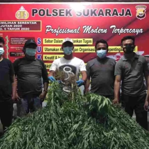 Polres Seluma Berhasil Ungkap 2 Ha Ladang Ganja