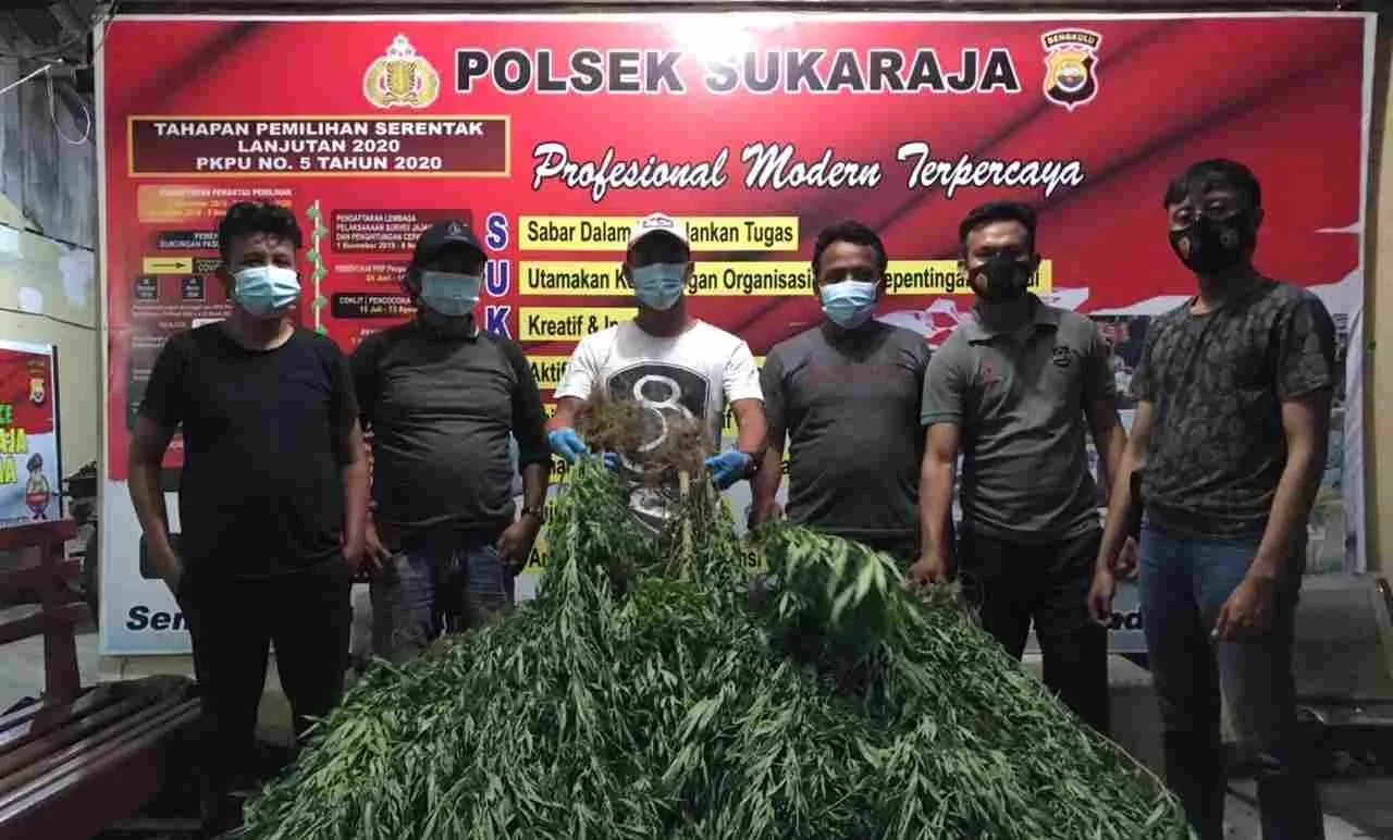 Polres Seluma Berhasil Ungkap 2 Ha Ladang Ganja