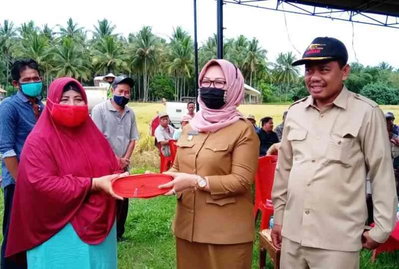 Hasil Panen Meningkat, Dinas Pertanian Kaur Salurkan Alsintan dan Bibit Padi