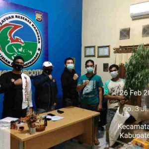 Kedapatan Tanam Ganja Disela Batang Kopi, Petani Kepahiang Ditangkap