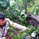 Tertimpa Pohon Cemara Tumbang, Pelajar Ilir Talo Meninggal