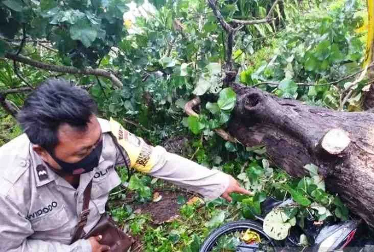 Tertimpa Pohon Cemara Tumbang, Pelajar Ilir Talo Meninggal