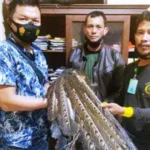 Amankan Burung Kuau Polsek Kaur Utara Serahkan Ke BKSDA