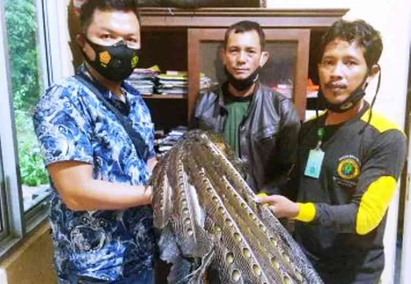 Amankan Burung Kuau Polsek Kaur Utara Serahkan Ke BKSDA