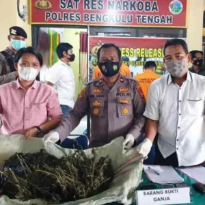Bawa 2,7 Kg Ganja, Dua Petani di Tangkap Polres Benteng