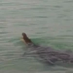 Kabid Humas: Hoax Video Buaya di Pantai Tapak Paderi