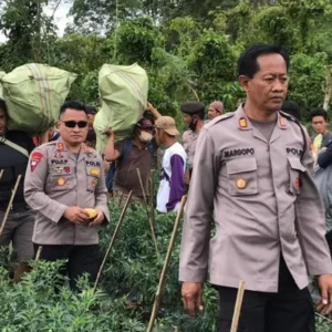 Oknum Guru SD Tanam Ganja Seperempat Hektar