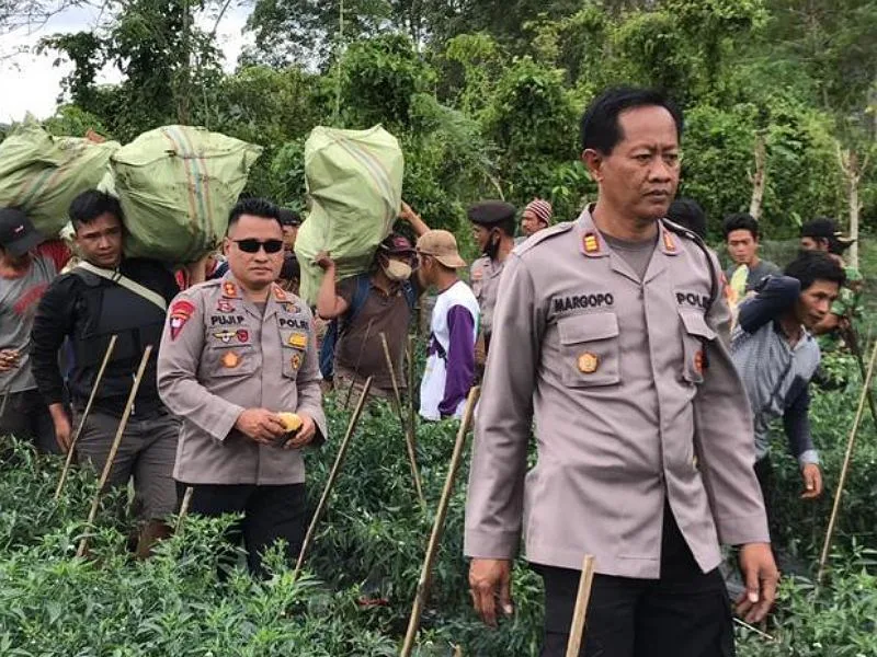 Oknum Guru SD Tanam Ganja Seperempat Hektar