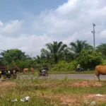 Elak Sapi dekat Kantor Bupati Bengkulu Tengah, Mobil Jenis MPV Tabrak Pantat Pickup