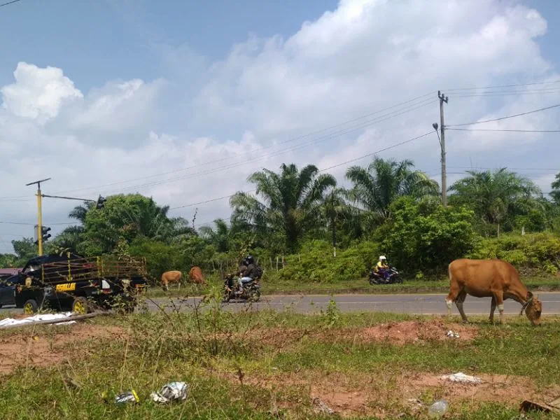 Elak Sapi dekat Kantor Bupati Bengkulu Tengah, Mobil Jenis MPV Tabrak Pantat Pickup