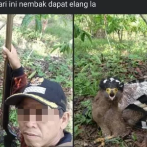 Posting Berburu Hewan Langka, Kades BU Bisa Dipenjara 5 Tahun dan Denda 100 Juta