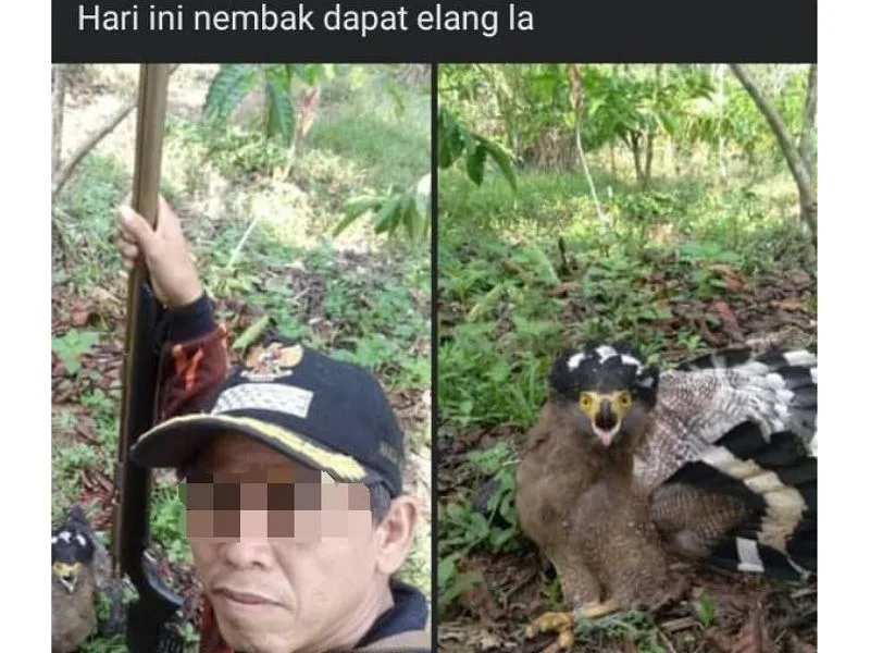 Posting Berburu Hewan Langka, Kades BU Bisa Dipenjara 5 Tahun dan Denda 100 Juta