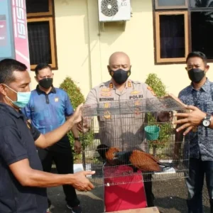 Miliki Hewan Hampir Punah, Ops Wanalaga Lakukan Pembinaan Kepada Dua Warga Mukomuko