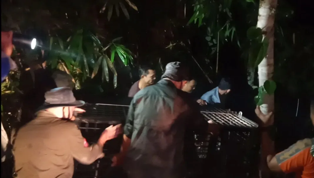 Asik Cari Sinyal Internet, Seorang Pemuda Tewas Diterkam Harimau