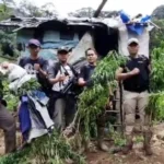 Pengungkapan 1,5 Ha Ladang Ganja Di Kawasan Hutan Lindung Bukit Balai Rejang