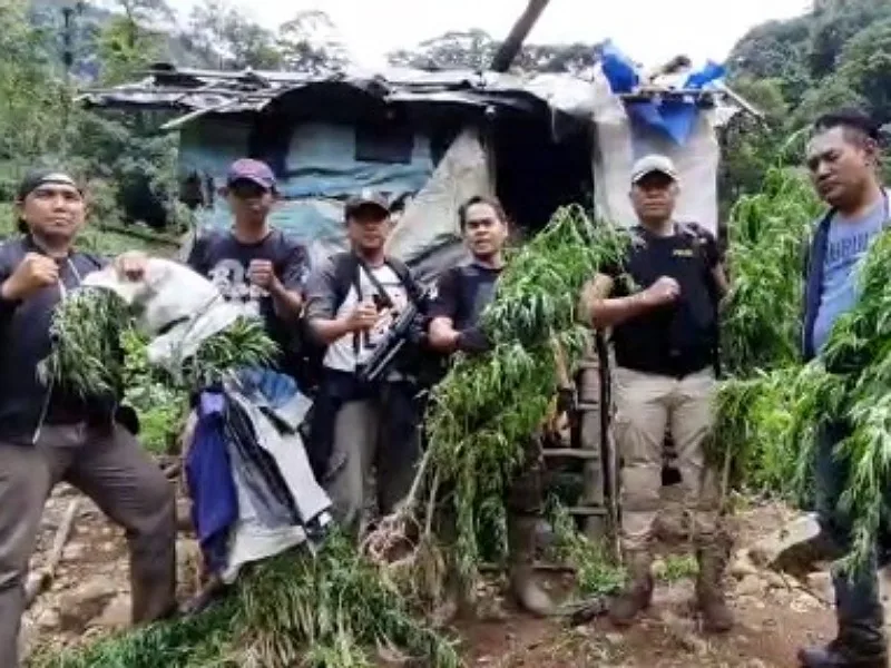 Pengungkapan 1,5 Ha Ladang Ganja Di Kawasan Hutan Lindung Bukit Balai Rejang