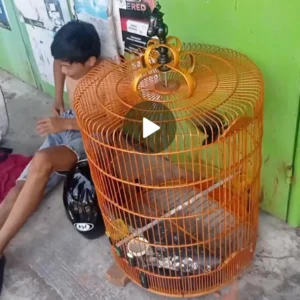 Tertangkap Curi Burung, Seorang Pria Dilaporkan Ke Polres Teluk Segara