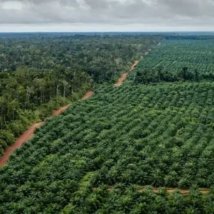 Diduga Oknum Perusahaan dan Konglomerat Kuasai Ratusan Hektar Lahan HPT