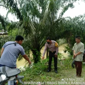 Panen Sawit, Warga BU Tewas Tersengat Listrik