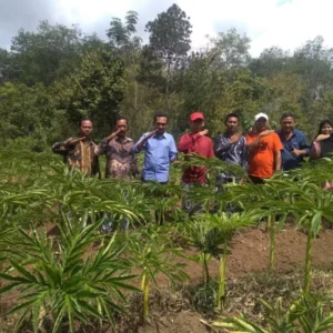 Cabang PT PBS Jadi Solusi Petani Porang di Mukomuko