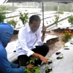 Dialog Dengan Jokowi, Petani Cabai Wonosobo Ungkap Hasil Panen Meningkat