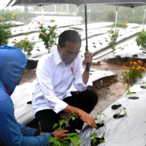 Dialog Dengan Jokowi, Petani Cabai Wonosobo Ungkap Hasil Panen Meningkat