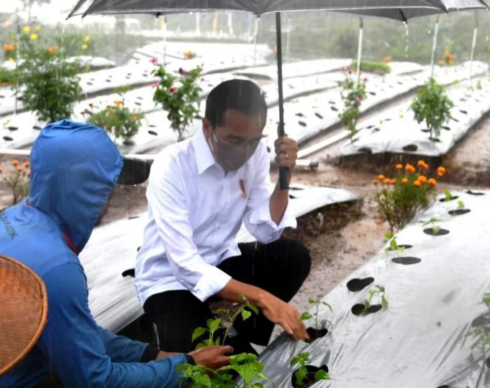 Dialog Dengan Jokowi, Petani Cabai Wonosobo Ungkap Hasil Panen Meningkat