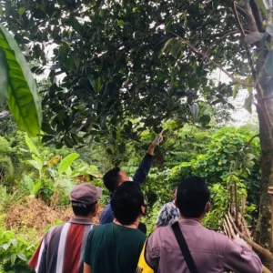 Pemuda Benteng Ditemukan Gantung Diri di Pohon Nangka