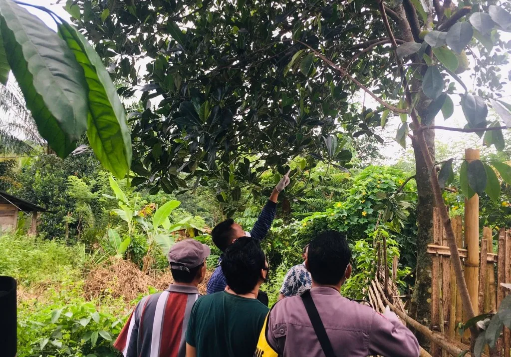 Pemuda Benteng Ditemukan Gantung Diri di Pohon Nangka