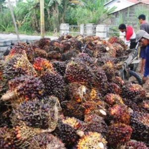 Harga Sawit di Mukomuko Mendadak Anjlok Harga Minyak Kelapa Sawit Turun, Bea Keluar dan Pungutan Ekspor Ditentukan