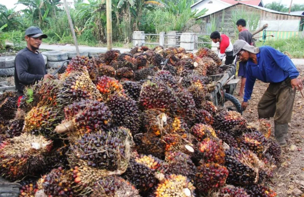 Harga Sawit di Mukomuko Mendadak Anjlok Harga Minyak Kelapa Sawit Turun, Bea Keluar dan Pungutan Ekspor Ditentukan