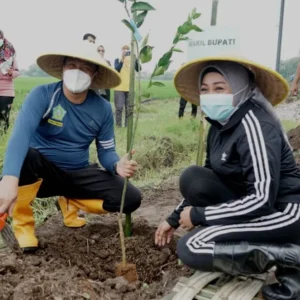 Desa Pabean Sedati Tanam 500 Bibit Pohon Jeruk Siem  