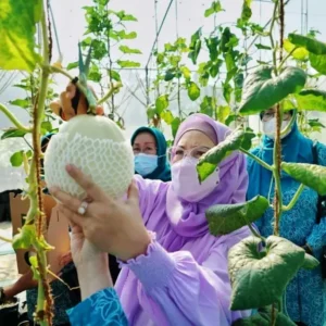 Ketua TP PKK Provinsi Bengkulu Apresiasi Kebun Melon UNIB