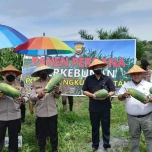 Ketua DPRD Panen Semangka dan Jagung di Polres Bengkulu Selatan