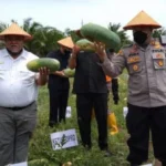 Wabup Rifai Panen Semangka Bareng Kapolres