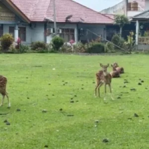 Diduga Sembelih Hewan Dilindungi Bupati RL Disomasi Mantan Bupati