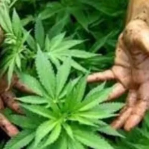 Negara Ini Bagikan 1 Juta Bibit Ganja Gratis ke Rakyatnya