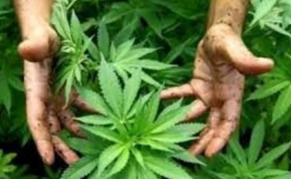 Negara Ini Bagikan 1 Juta Bibit Ganja Gratis ke Rakyatnya