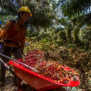 Petani Sawit Indonesia Apresiasi Presiden Jokowi Atas Pencabutan Larangan Ekspor Petani Sawit Indonesia Apresiasi Presiden Jokowi Atas Pencabutan Larangan Ekspor
