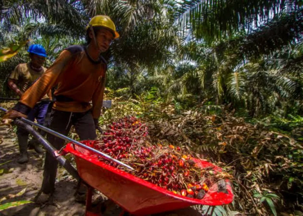 Petani Sawit Indonesia Apresiasi Presiden Jokowi Atas Pencabutan Larangan Ekspor