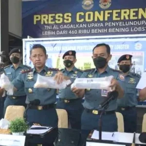 TNI AL Gagalkan Penyelundupan Benur Lobster Senilai 46 Miliar